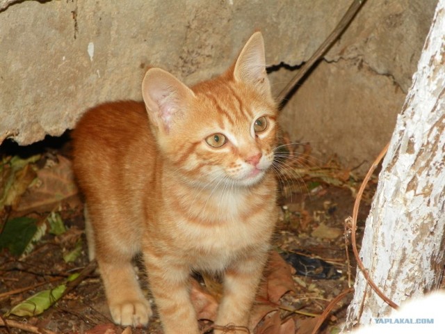 Котовторник начался