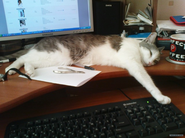 Котовторник 1.02.2011