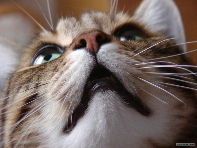 Котовторник в "КотоГетто"
