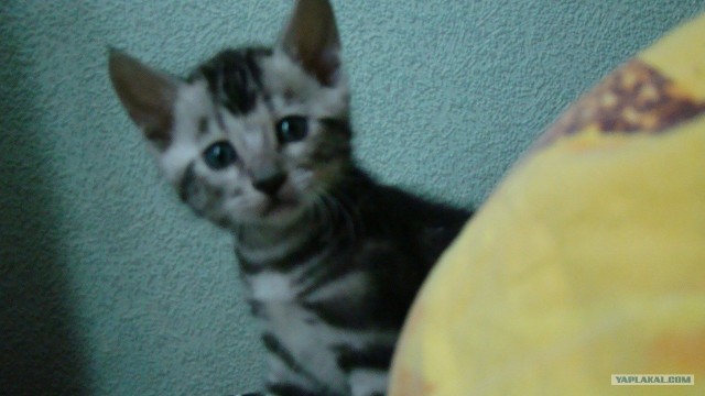 Котовторник 20.12.2011