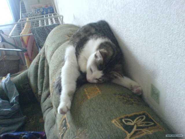 Котовторник (24. 01. 2012 )