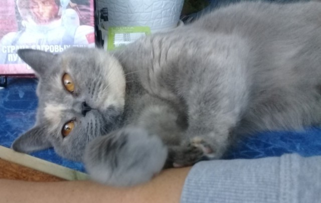 К котовторнику. Почему дома нужен котик