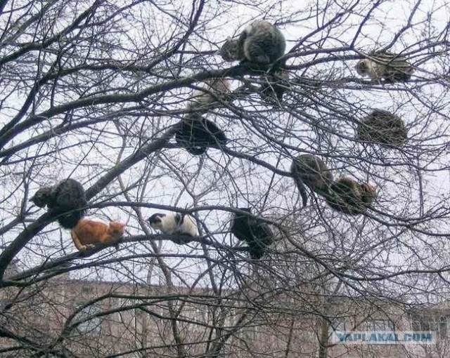 Хоть не весна - а коты прилетели!