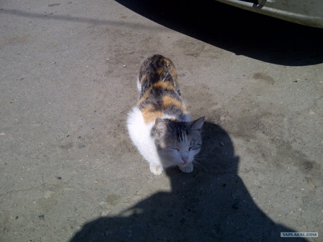 Котовторник (15.05.2012)