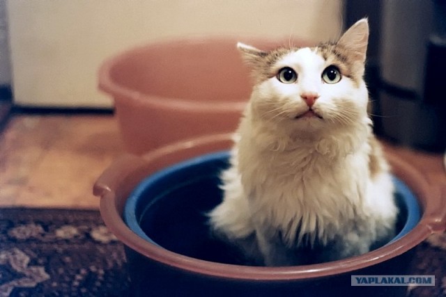 Котовторник  17.07.2012