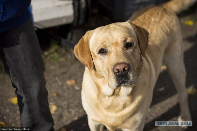 Собака — Улыбака :)