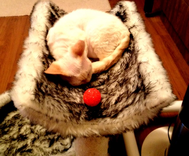 Дневник кота