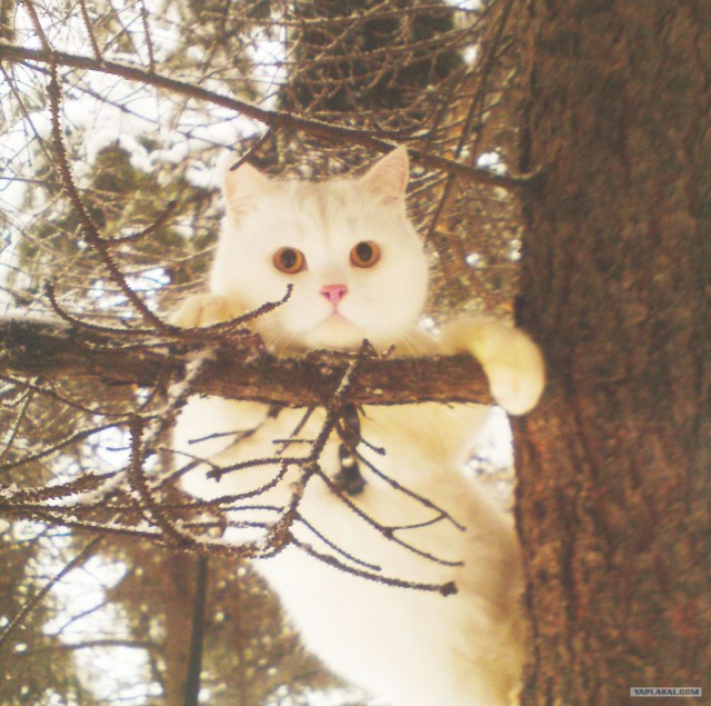 История одного кота