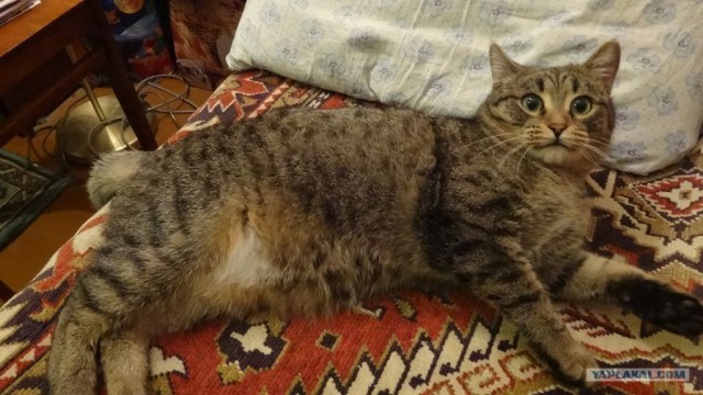 Котовторник 29.01.2013