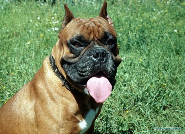 Собакам запретили появляться в общественных местах