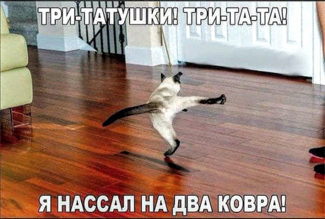 Анекдоты, соц-сети и картинки с надписями