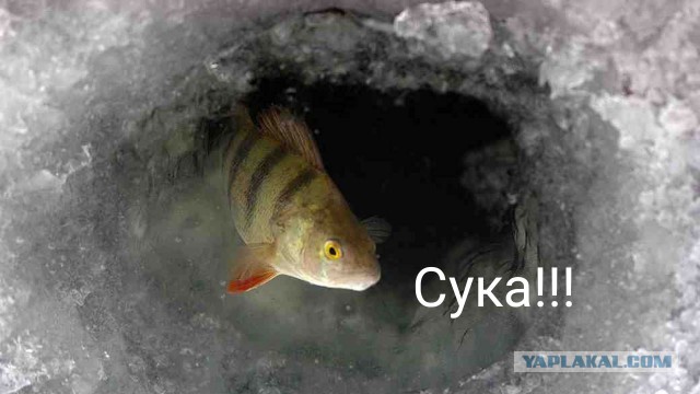 С размаху!