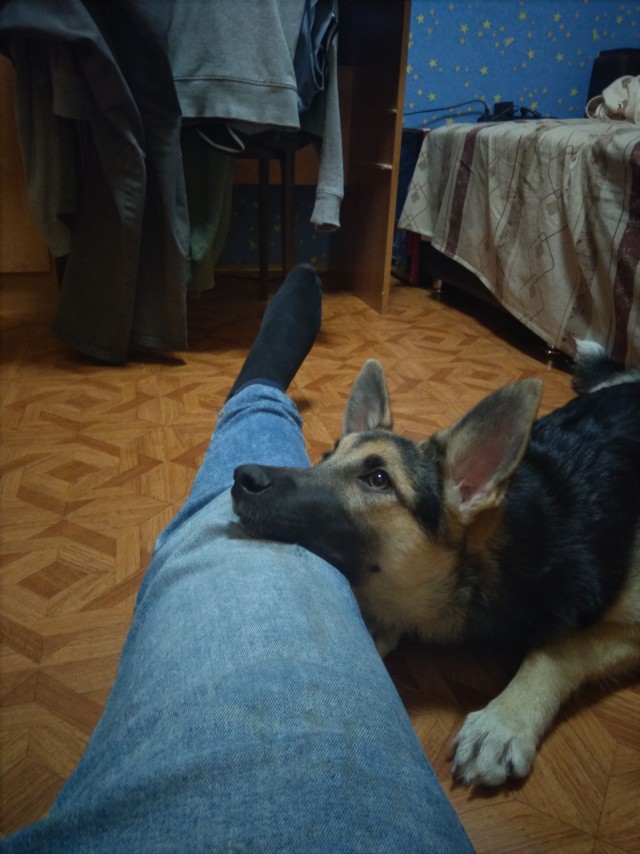 Живность из сети
