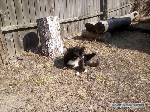 История одного котенка