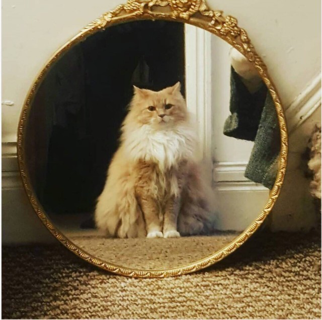 Котовторник! начнем? 04.06.19