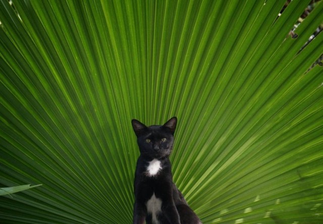 Котовторник!