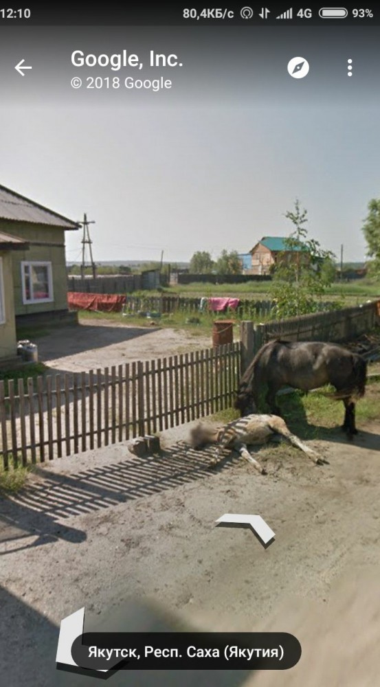 Google Street View показал топ-10 животных, случайно попавших в кадр