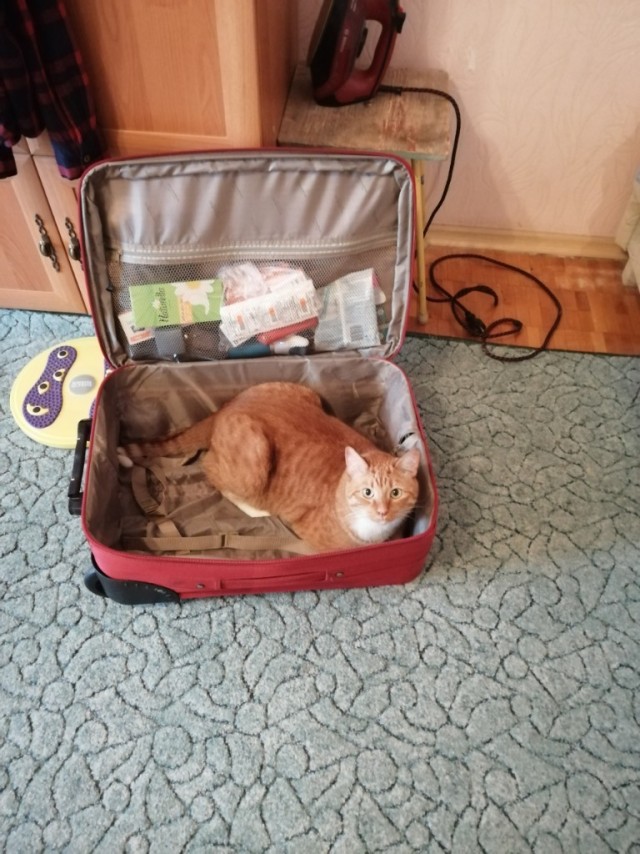 Котовторник 23.07.2019.