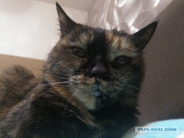 Отданные даром. К котовторнику