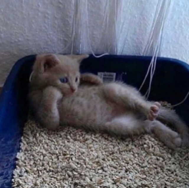 Котофеев пост