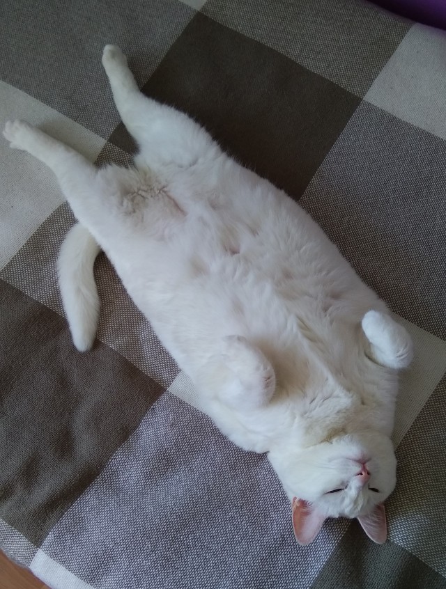 Коты, которые нас порадовали!