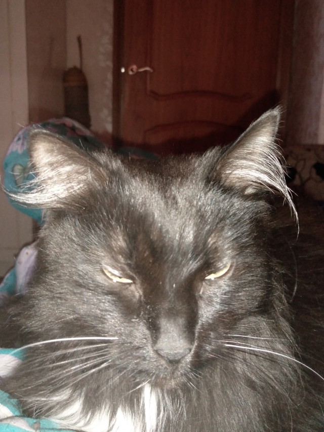 "Удоли!" Дурацкие фото котеек, которые они просили не показывать