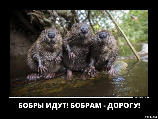 Блогер VS бобры. 0 - 1