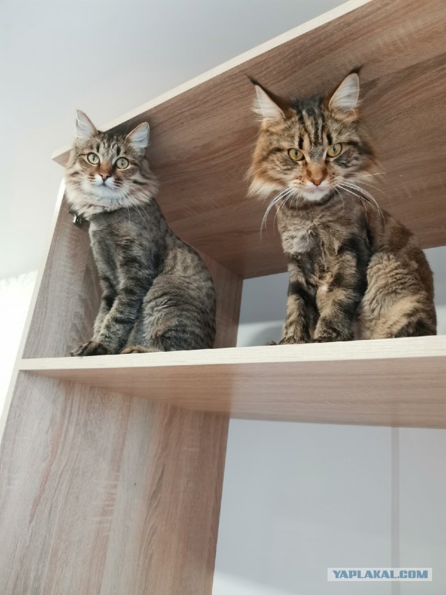 Даешь котовторник!