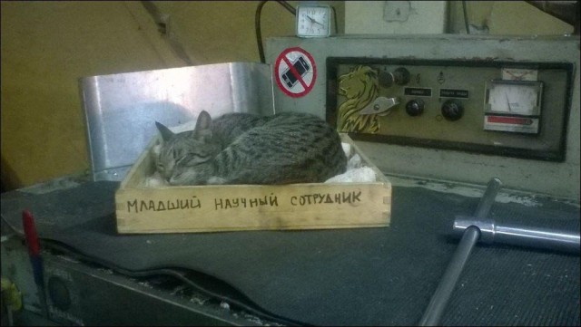Подборка всякой живности