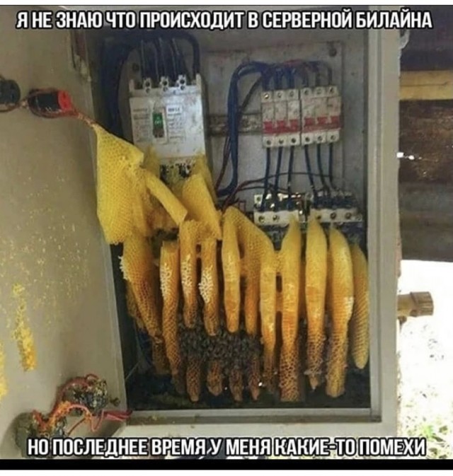 Всяческие картинки 29.06.2021