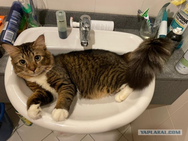Кот Василий