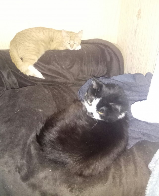 Новая хозяйка (к котовторнику)