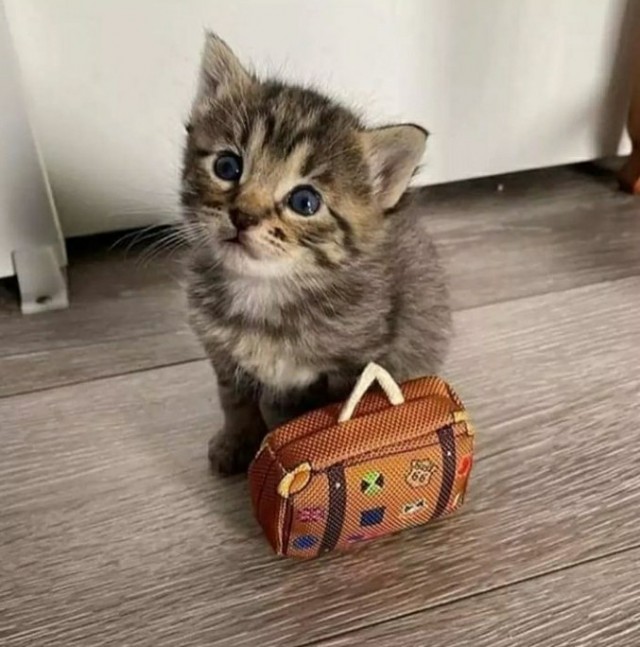 Личинка котэ