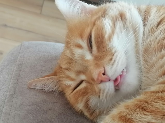 Не буду я ждать котовторника!