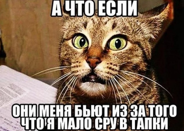 Был бы у меня такой кот...