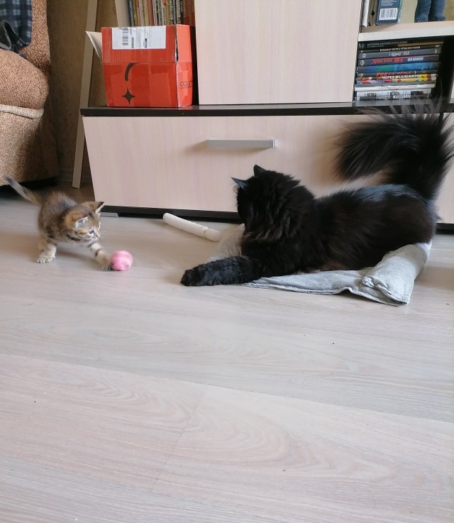 Котовторник 07.06.2022