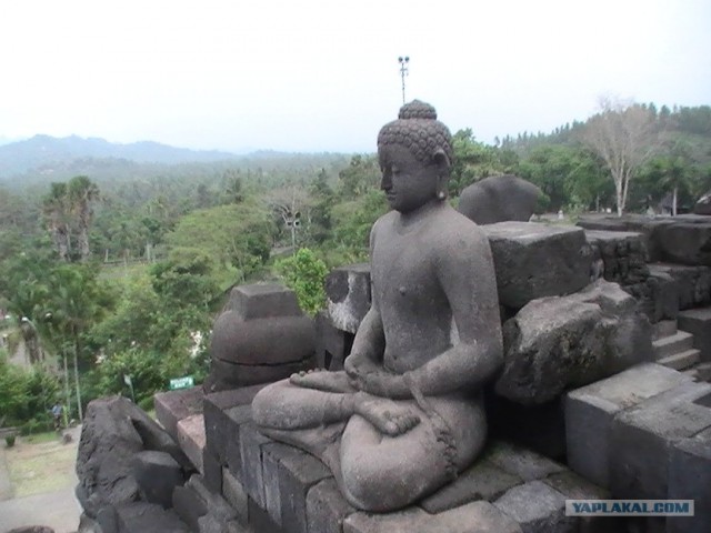 Они живут только 40 лет