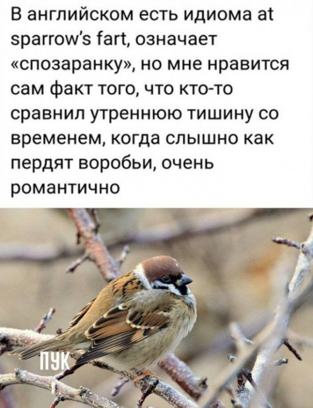 Картинки и мемы для настроения - 19