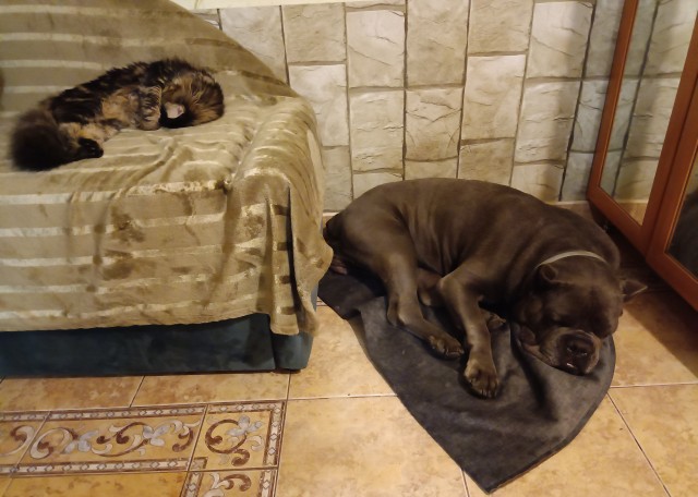 Кошка