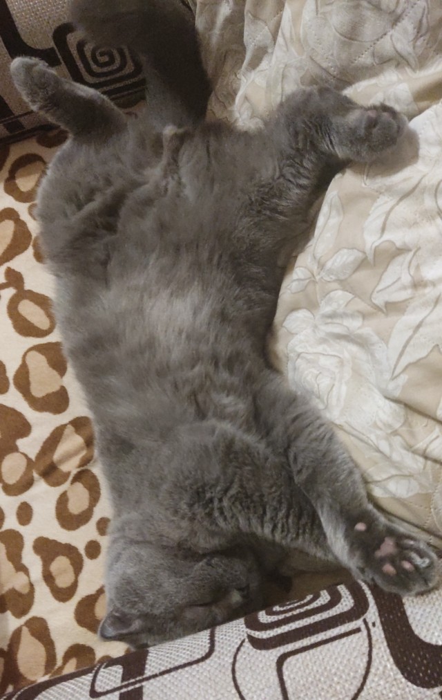 Котовторник 1.11.22