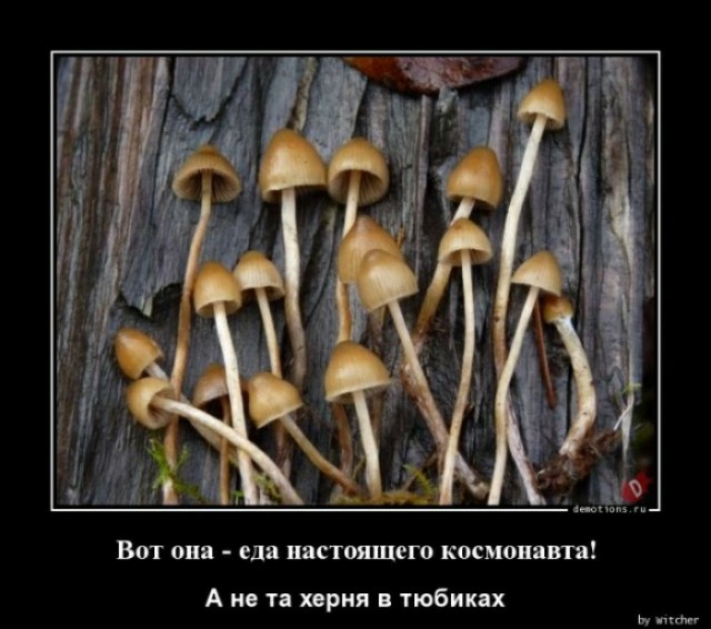 Чернота на понедельник, дорогие деграданты