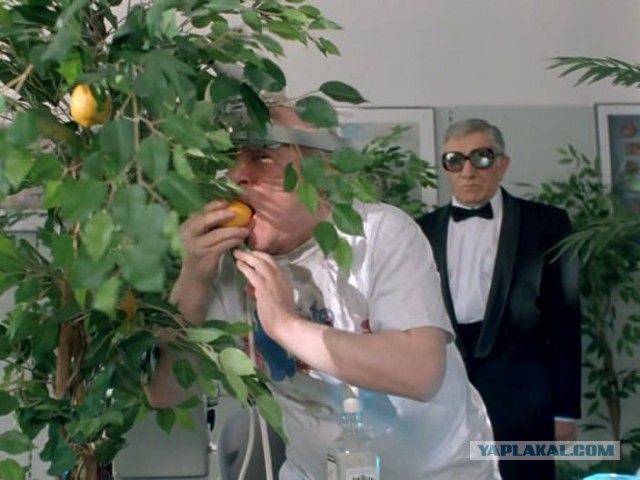 Про цветы домашние