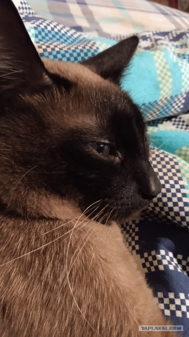 Коты белые, 12 литров