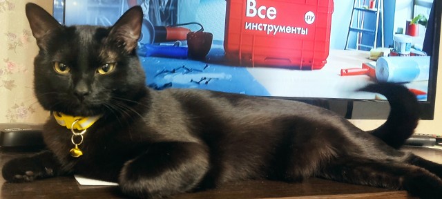 С котовторником ЯПовцы