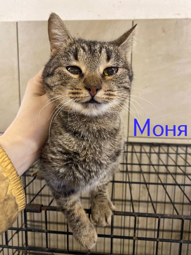 Жизнь домашнего приюта "Котоленд" 428