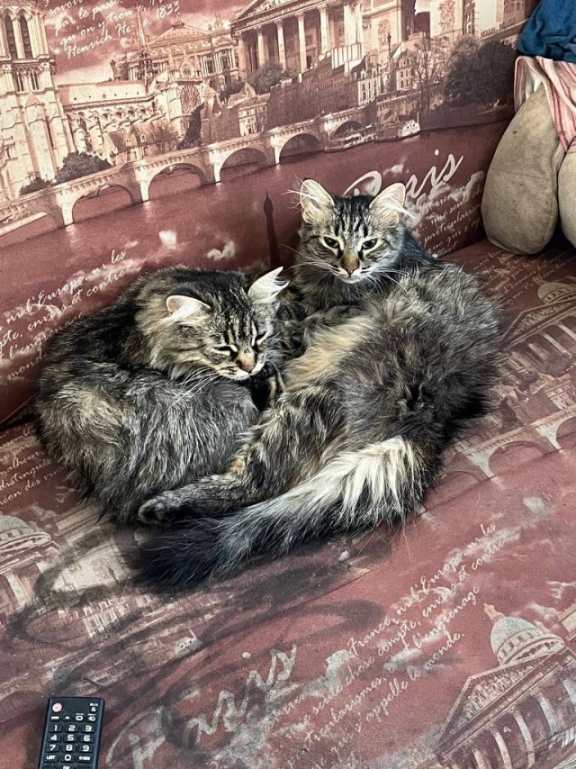 Коты деревенской породы