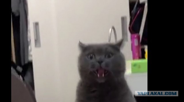 КотоЯрость