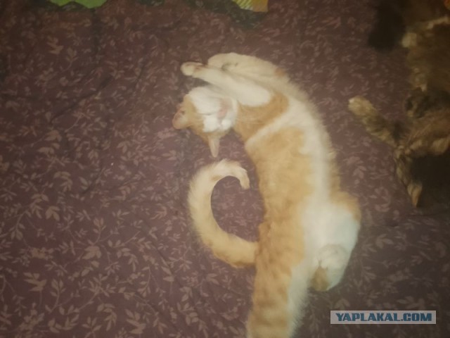 Жизнь домашнего приюта для котеек 537