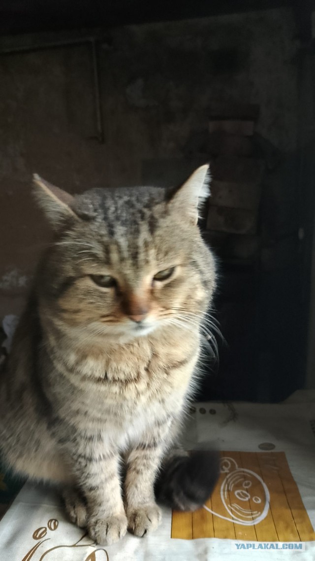 Совпало с котовторником.