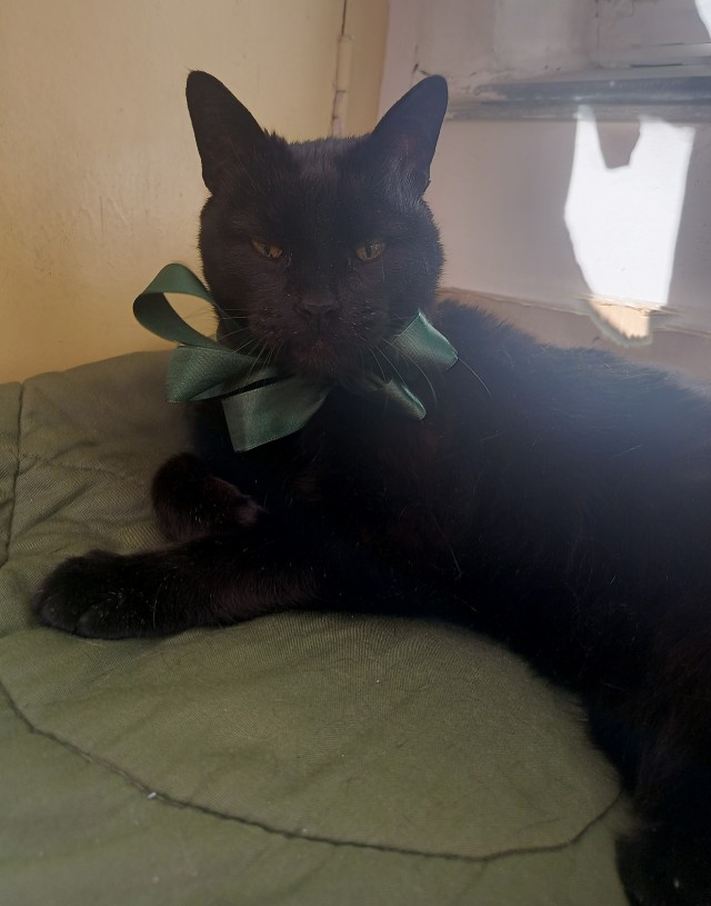 Нефотогеничный кот